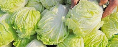 白菜与鸡蛋能一起吃吗 白菜可以跟鸡蛋一起吃吗