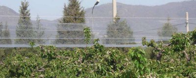 被麻雀啄了怎么办用什么药 被麻雀啄了一下有事吗?