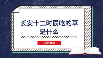 长安12时辰吃的什么叶子 长安十二时辰嚼的什么