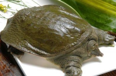 龟的头两边有红色是什么龟 方舟生存进化王八吃什么