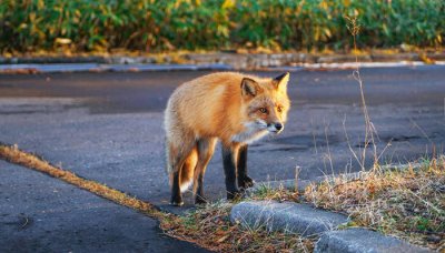 狐狸是杂食动物吗英语 狐狸是杂食性动物吗?