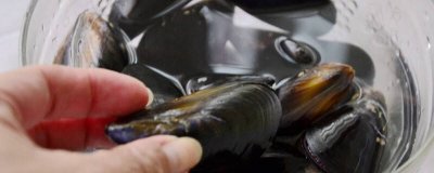 买回来的海虹怎么保存 海虹放几天