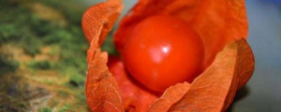 哪些人不能吃红姑娘菜籽油 红姑娘什么人不能吃