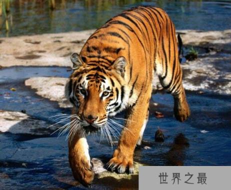 世界上最凶猛老虎排名，东北虎实力最强(是体重最大猫科动物)