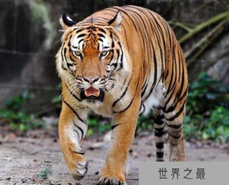 世界上最凶猛老虎排名，东北虎实力最强(是体重最大猫科动物)