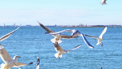 海鸥吃什么面包 海鸥吃什么粮食