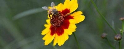 天山雪菊的功效与作用与主治 天山雪菊的功效与作用与主治与用量