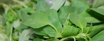 夏天荆芥怎么存放时间长些 夏天荆芥怎么存放时间长一些