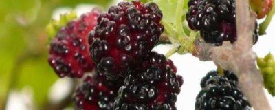 桑葚怎么保存长时间 桑葚怎么保存一年