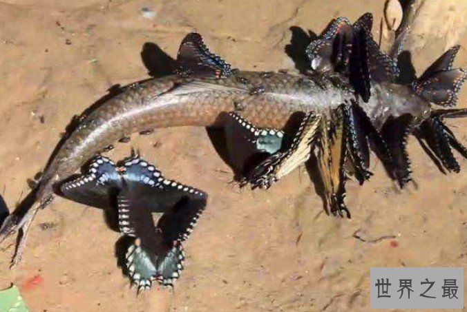 世界上最恐怖的蝴蝶，吃人不眨眼