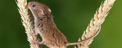 老鼠爬过的被子能盖吗 老鼠爬过去的床被还能用吗