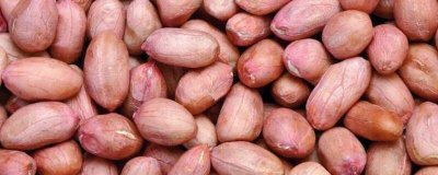 花生衣的功效和作用最佳答案 花生衣的功效和作用及禁忌