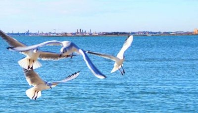 鸟的气囊具有什么的作用和功能 鸟的气囊起到什么作用