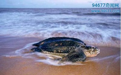 ​世界上最大的龟，“吃水母的潜艇”棱皮龟(长2.5米)