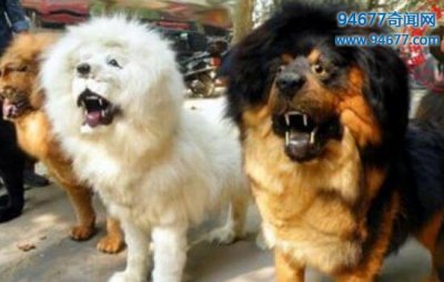 ​青狼獒与鬼獒谁最凶猛，青狼獒图片大全