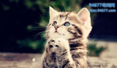 ​猫的寿命有多长，世界上寿命最长的猫（38岁）