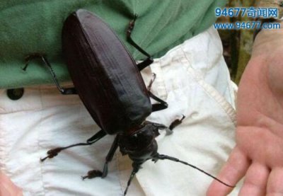 ​世界上最大的甲虫，从不进食的泰坦甲虫(最长23CM)
