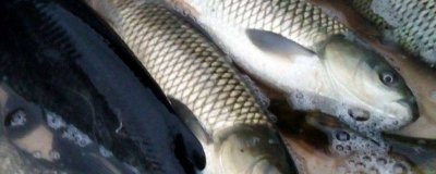 ​鱼和苹果能一起吃吗？