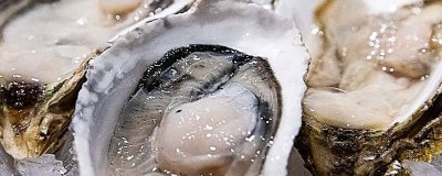 ​生蚝没烤熟能吃吗 烤生蚝不开口能吃吗