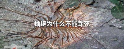 马陆为什么不能踩死老鼠 马陆能踩死吗