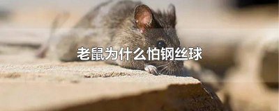 老鼠会不会走钢丝 老鼠怕卫生球吗