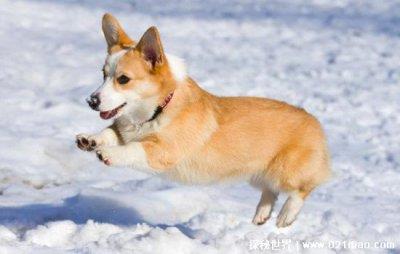 柯基为什么要断尾 真正的原因到底是什么