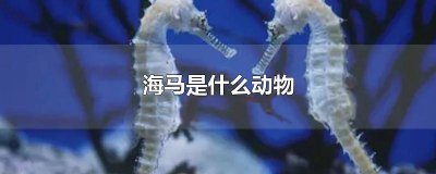 海马是什么动物种类图片 海马是什么动物种类的