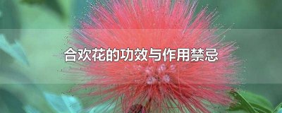 合欢花的功效与作用合欢花介绍 合欢花的药用价值与功效