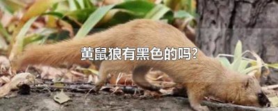 黄鼠狼有纯黑色的吗 黄鼠狼有黑色的没有