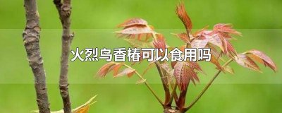 火烈鸟香椿百度百科 火烈鸟香椿和红油香椿