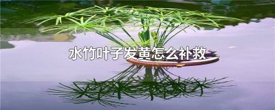 水竹叶子发黄怎么处理 水竹叶子发黄怎么办