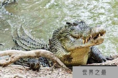 ​世界十大最凶残鳄鱼 咸水鳄又叫做杀人鳄相当厉害