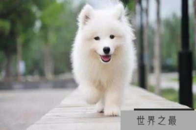 ​世界十大名犬 藏獒忠心护主对于陌生人有着很强攻击性