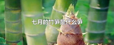 7月份生长竹笋叫什么 七月有竹笋吗
