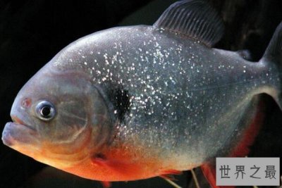 ​食人鱼十大常见种类，红腹食人鱼上榜，第四是销路最好的食人鱼种类