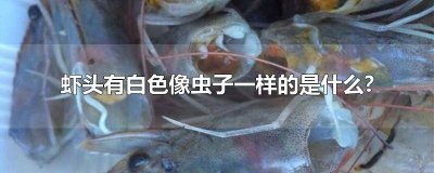 虾头白色虫子 虾头有一条条白色的是虫吗能吃吗