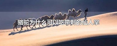 骆驼怎么吃带刺的仙人掌 骆驼吃仙人掌怕刺吗视频
