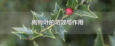 枸骨根的功效与作用与用量 本草纲目枸骨根的功效与作用