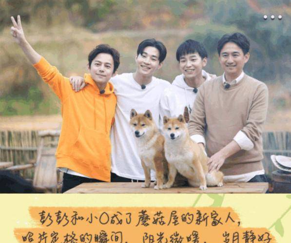 《向往的生活》小羊小不点去世 小不点去和妈妈团聚了!