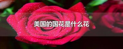 美国的国花是什么花: A:玫瑰 B:牡丹 C:满天星 美国的国花是什么花