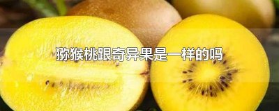 猕猴桃跟奇异果一样吗 猕猴桃跟奇异果一样吗图片