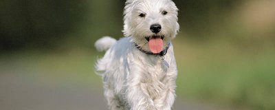 狗狗老是抠自己的身上是为什么 狗一直抠嘴是怎么回事