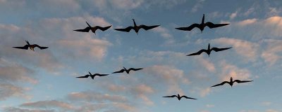 侯鸟还是候鸟 侯鸟还是候鸟读音