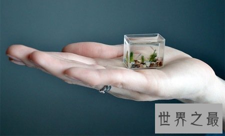 世界上最小的水族馆