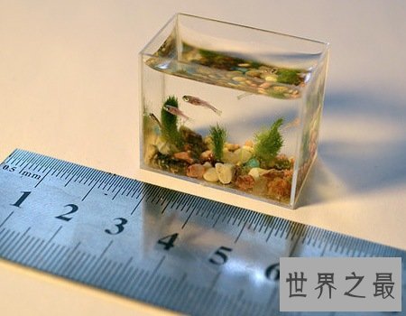 世界上最小的水族馆