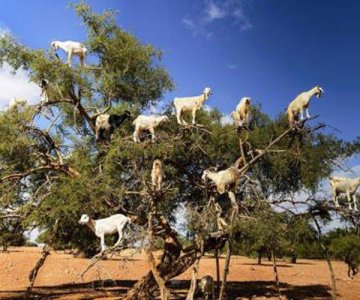 羊上树玩法是啥意思不是高难度的新奇玩法