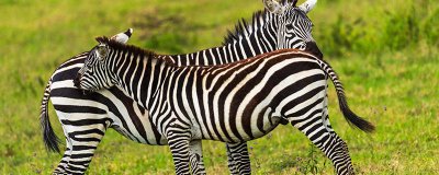 斑马的条纹怎么来的 斑马的条纹可以起到什么作用实验探究题