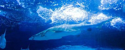 家里能养鲨鱼吗 家里养鲨鱼好不好