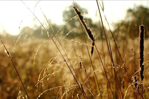 我国农村寒露节有哪些习俗?