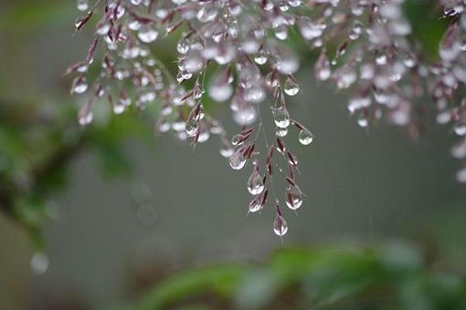 我国农村寒露节有哪些习俗?